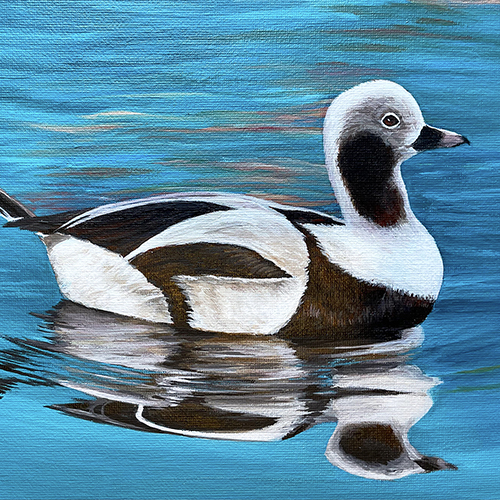 Painting of a long-tailed duck that will be featured on the 2024 Connecticut Migratory Bird Conservation Stamp.