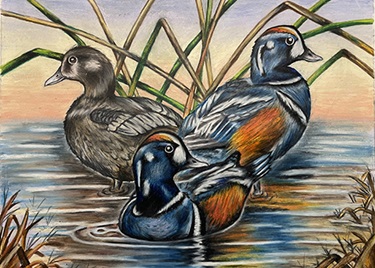Painting of a Harlequin duck by Benjamin Bognon.