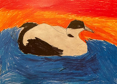 Painting of a common eider by Karen Sumida.