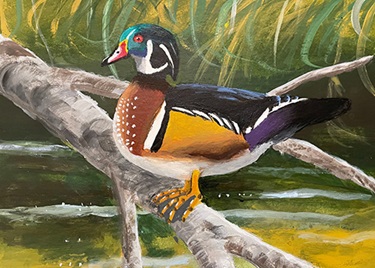 Painting of a wood duck by Samuel Milo.