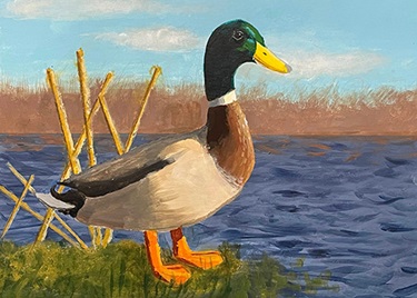 Painting of a mallard by Nathaniel Milo.