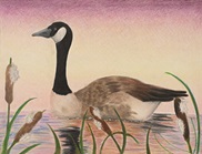 Winning artwork for the 2020 Connecticut Junior Duck Stamp Art Competition, which features a colored pencil drawing of a Canada goose.
