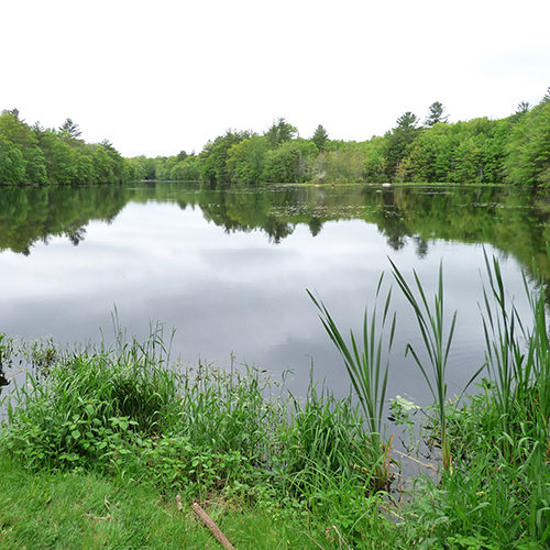 A pond with wetland vegetation around it.
