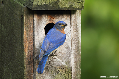 Eastern bluebird at a nest box.
