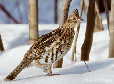 Ruffed grouse standing on the snow.