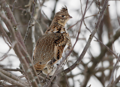 Ruffed grouse roosting in a tree.