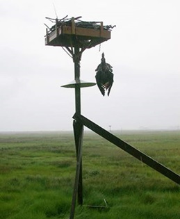 Hanging Osprey