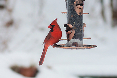 Cardinal at a bird feeder in winter.