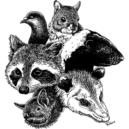 Illustration showing a raccoon, opossum, pigeon, skunk, and squirrel.