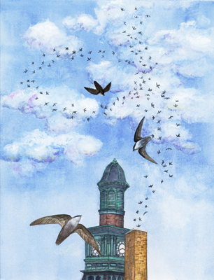 Illustration of chimney swifts at a roost.