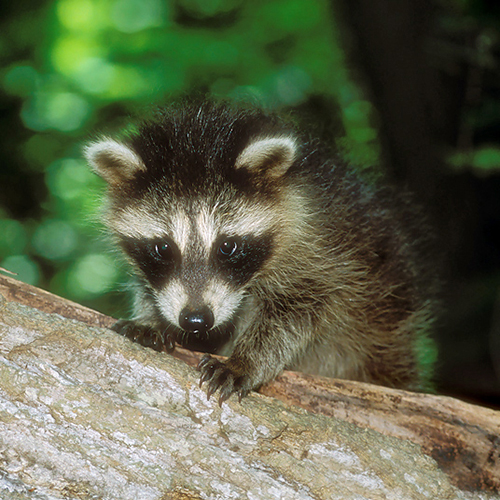 Baby raccoon on a tree trunk.