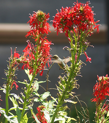 Ruby-throated hummingbird on a cardinal flower.