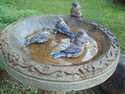 Bluebird chicks in a bird bath.