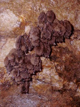 Bats hanging in a cave.