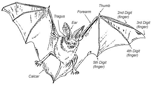 Anatomy diagram of a bat.