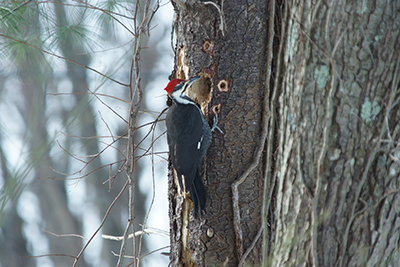 Pileated woodpecker excavating a hole in a snag.