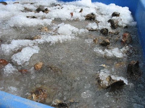 Oysters in ice slurry