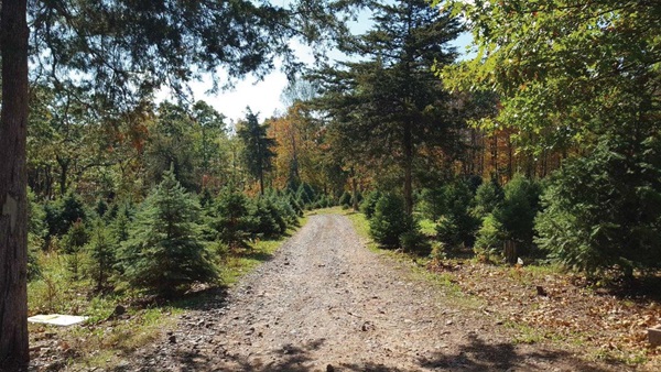 Christmas trees grow on each side of a gravel path. More trees of different kinds can be seen in the background. 