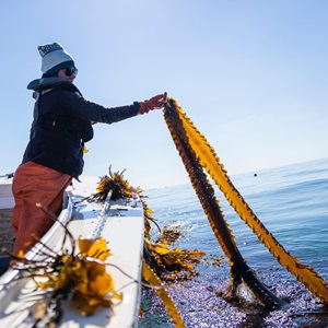 Image of Suzie Flores harvesting kelp from a boat.