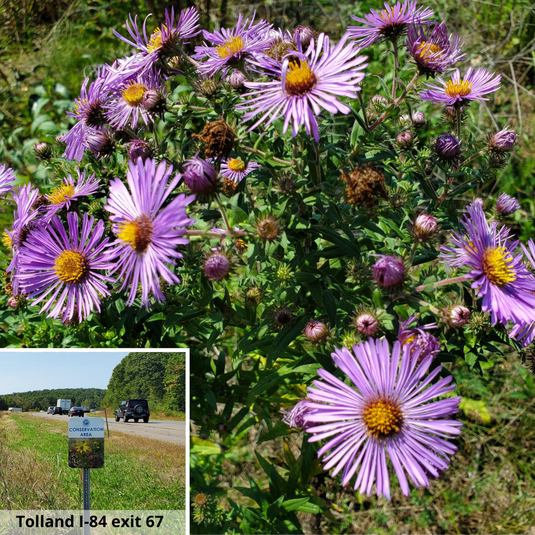 purple aster flowers at Tolland conservation area