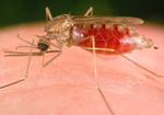 Anopheles quadrimaculatus mosquito
