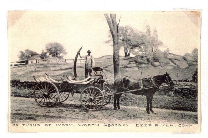 32 tusks of ivory worth $9,000 on a horse-drawn cart in Deep River, CT