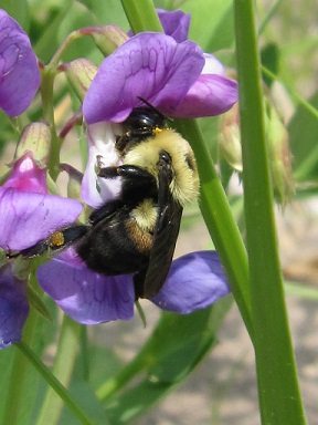 A photograph of a bumble bee (Bombus griseocollis) visiting the purple flowers of a beach pea.