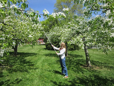 A photograph of an orchard with pear trees in bloom.  A woman  is sweeping the pear trees with an insect net to collect pollinators for scientific study.