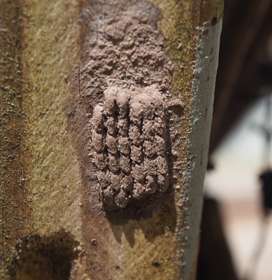 Uncovered Spotted Lanternfly Egg Mass