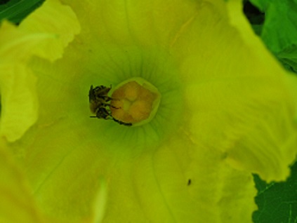 A photograph of the inside of a bright yellow squash flower.  There is a bee inside the flower.