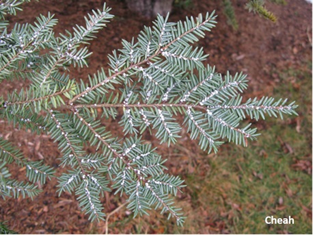 Hemlock Woolly Adelgid