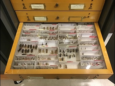 A glass-top Cornell drawer from the CAES insect collection. Within the drawer are a number of unit trays of varying sizes, containing pinned and labelled longhorned beetles.