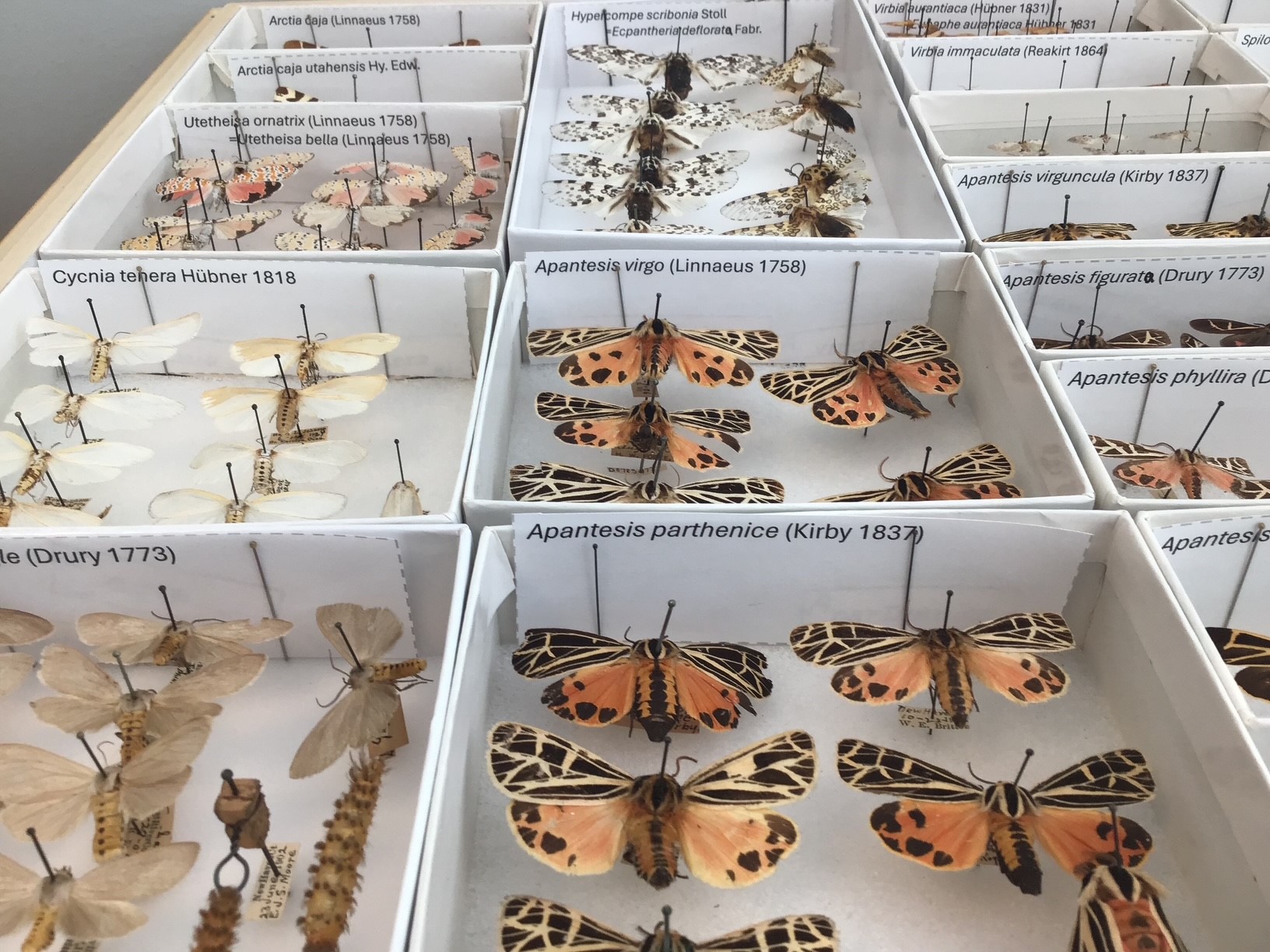 A close up of insect collection unit trays containing pinned and labelled tiger moths.  Each tray holds a different species.