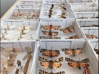 A close up of insect collection unit trays containing pinned and labelled tiger moths. Each tray holds a different species.