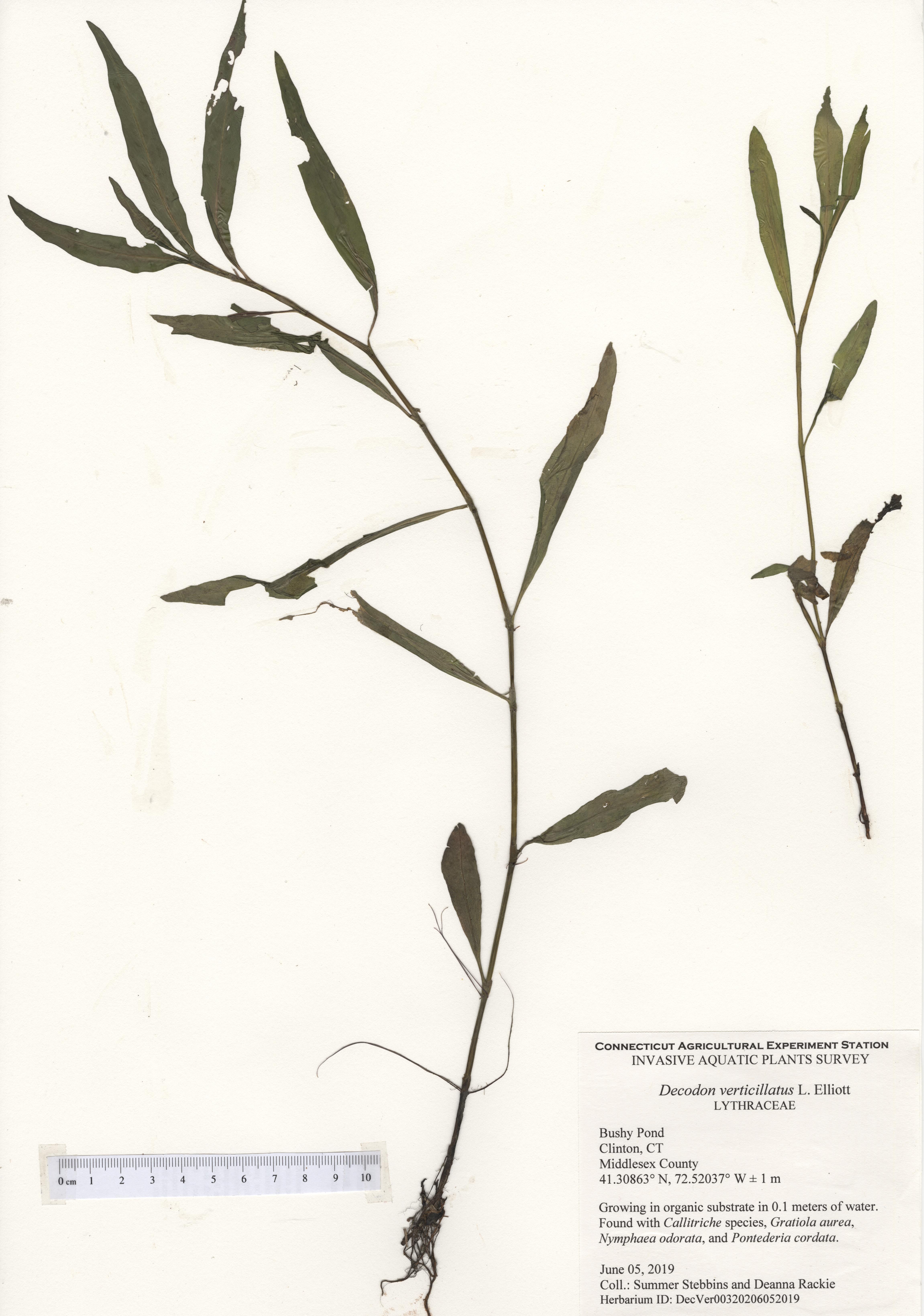 Decodon verticillatus