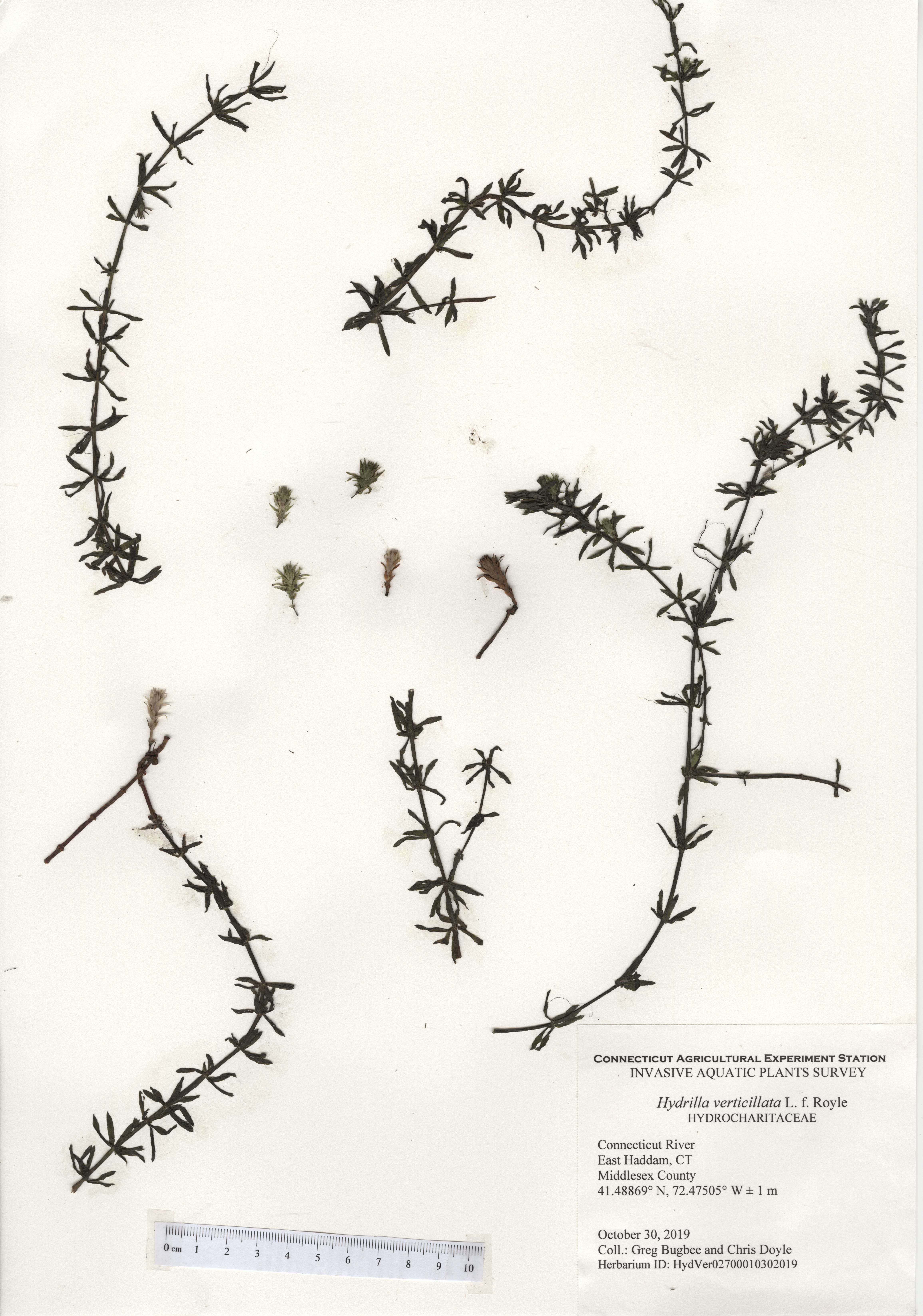 hydrilla drawing pictures