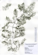 Swollen bladderwort, Utricularia inflata, collected from Bashan Lake in 2021