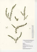Hydrilla, Hydrilla verticillata, collected from Popes Pond in 2021