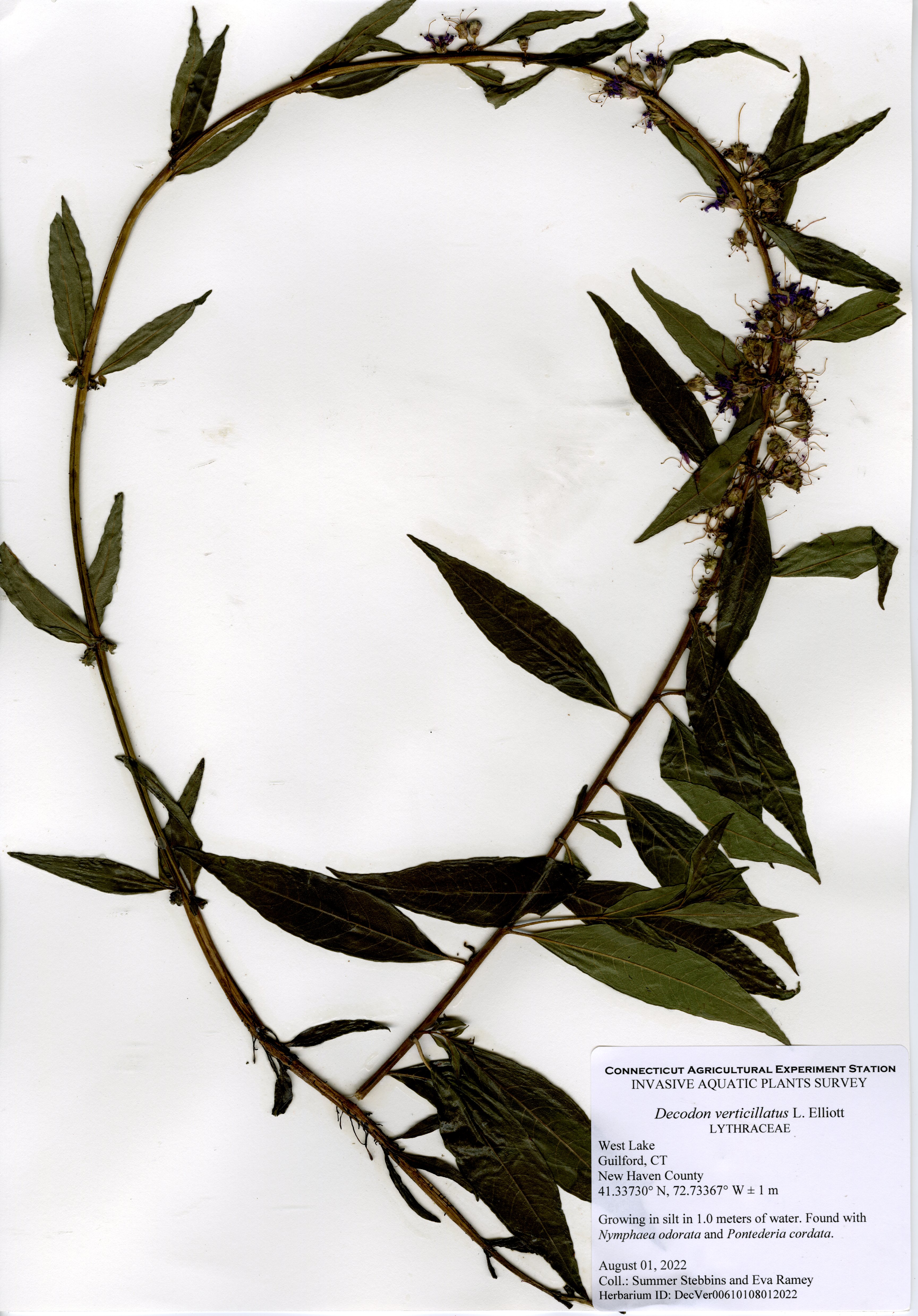 Decodon verticillatus