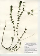 Hydrilla verticillata subspecies lithuanica, Amos Lake, 2023.