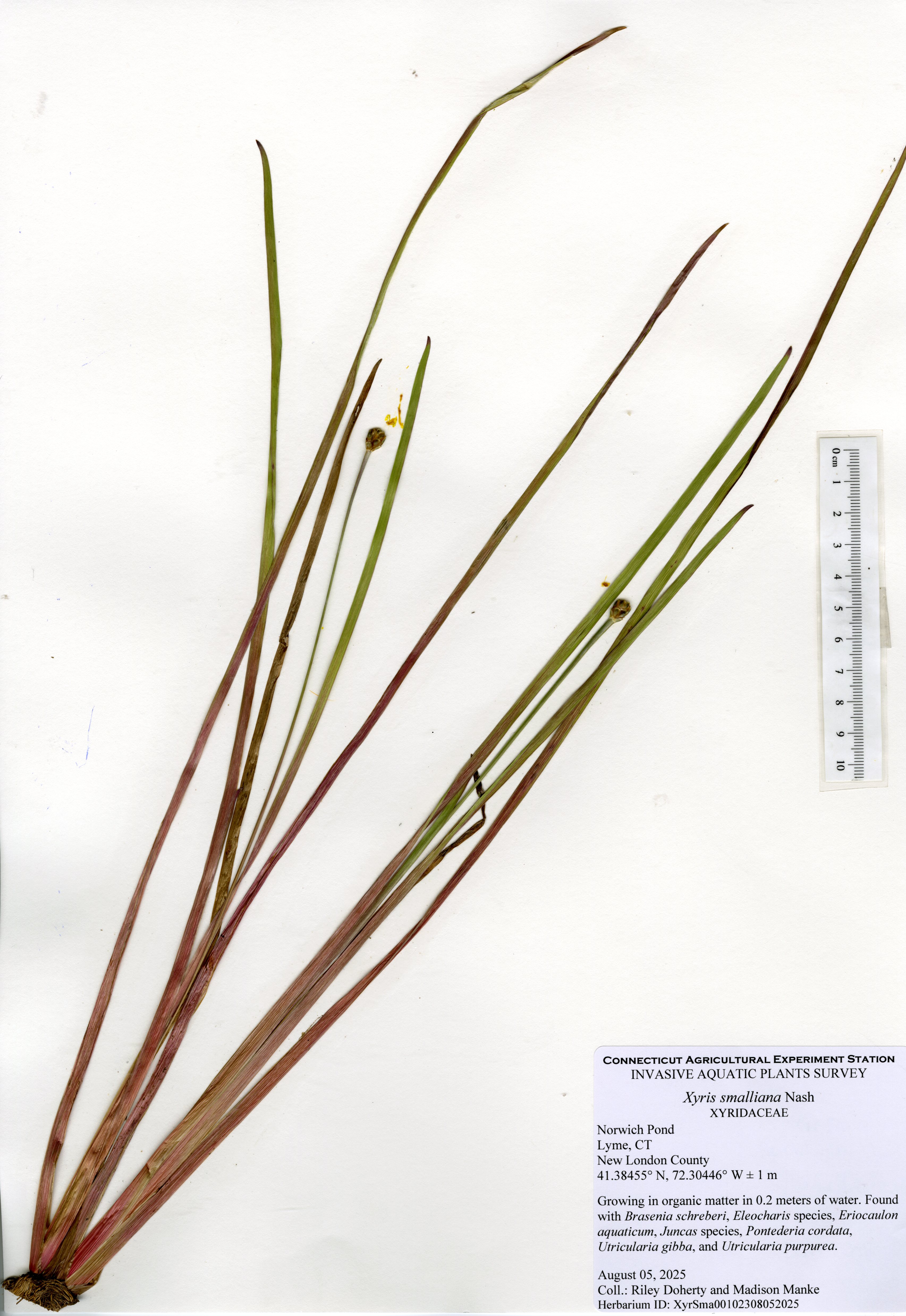 Mount of Xyris smalliana from Norwich Pond