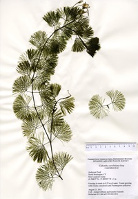 Fanwort, Anderson Pond, August 23, 2012