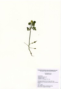 Cardamine Sp Cardamine sp