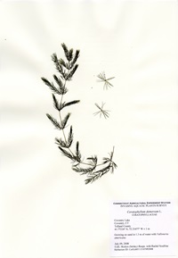 Ceratophyllym demersum, Coventry Lake, July 09, 2008