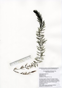 Ceratophyllum echinatum, Upper Moodus Reservoir, July 14, 2016