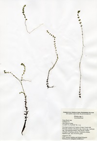 Elatine species, Fence Rock Lake in Guilford, August 3, 2017