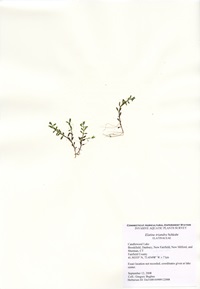 Elatine triandra, Candlewood Lake in Brookfield, Danbury, New Fairfield, New Milford, and Sherman, September 12, 2008