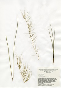 Eleocharis species, Fence Rock Lake in Guilford, August 3, 2017