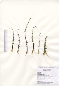 Gratiola aurea, Amos Lake in Preston, August 15, 2013