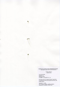 Lemna Minor, Twin Lake North in Simsbury, September 11, 2018